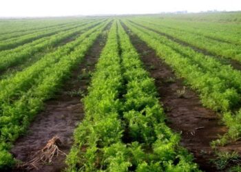 В Україні триває перерозподіл виробництва багатьох сільгоспкультур – ЭКОНОМИКА