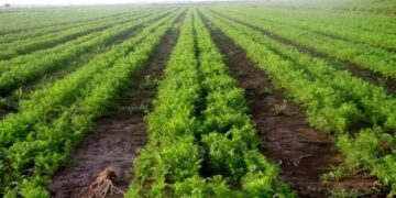 В Україні триває перерозподіл виробництва багатьох сільгоспкультур – ЭКОНОМИКА
