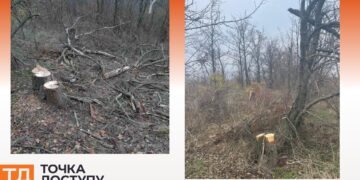 Невідомі у заказнику в Кіровоградській області вирубали дерев на понад мільйон гривень