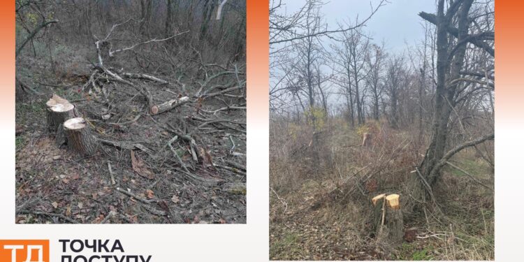 Невідомі у заказнику в Кіровоградській області вирубали дерев на понад мільйон гривень