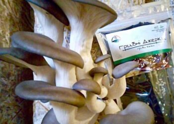 На Чернігівщині виробляють крафтові грибні джерки – ЭКОНОМИКА