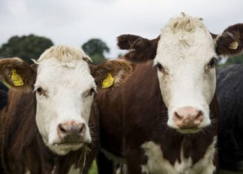 На Одещині у великої рогатої худоби виявили лейкоз – ЭКОНОМИКА