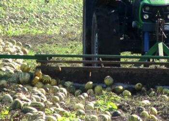 У світі зріс інтерес до гарбузів української селекції  – ЭКОНОМИКА