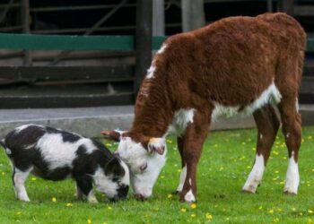 За 3 роки «Астарта» інвестувала у розвиток тваринництва понад 410 млн грн – ЭКОНОМИКА