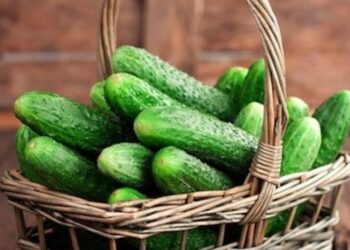 Озвучено поради, як правильно обрати насіння огірків – ЭКОНОМИКА