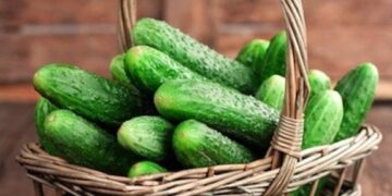 Озвучено поради, як правильно обрати насіння огірків – ЭКОНОМИКА