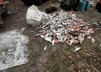 Браконьєри наловили риби на 2,5 мільйони гривень у Кам’янському водосховищі