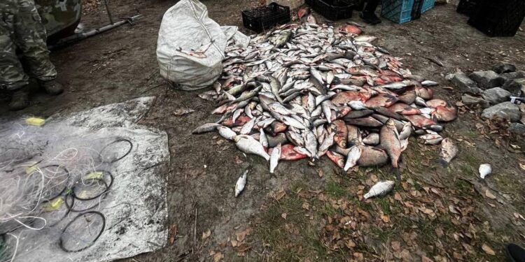 Браконьєри наловили риби на 2,5 мільйони гривень у Кам’янському водосховищі