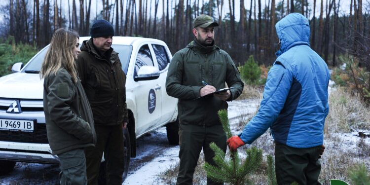 Ялинки в лісах Полтавщини посилено охороняють – ПОЛТАВА СЬОГОДНІ