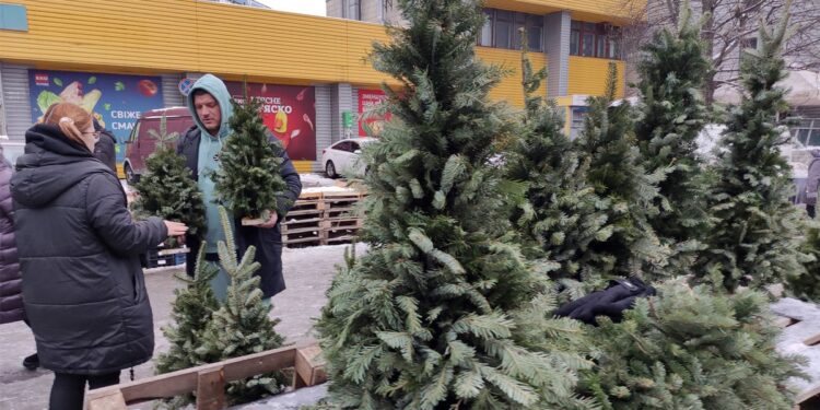 Ялинки в Полтаві: де купити – ПОЛТАВА СЬОГОДНІ