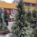 Ялинки в Полтаві: де купити – ПОЛТАВА СЬОГОДНІ