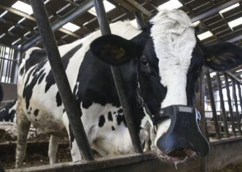 Малим фермерам продовжили програму держдотацій: яку допомогу зможуть отримати – Экономика