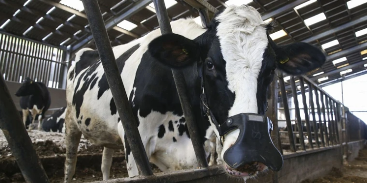 Малим фермерам продовжили програму держдотацій: яку допомогу зможуть отримати – Экономика