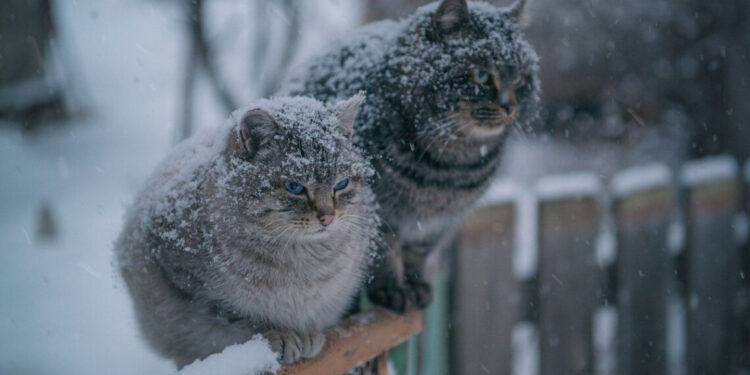 Мокрий сніг та дощ: якою буде погода на Івано-Франківщині восьмого грудня