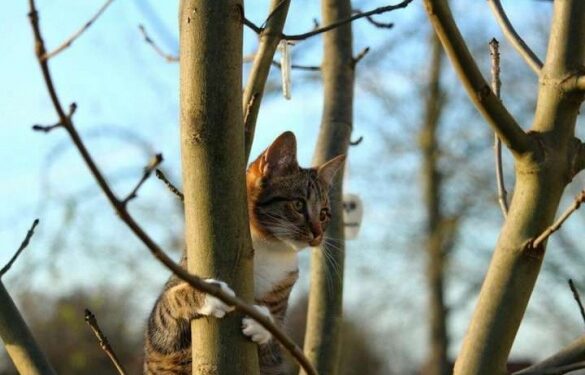 На Черкащину надійде тепло: якою буде погода