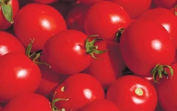 Насіння помідорів: головні правила вибору* — Новости Черкасс