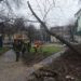 Негода вирує у Рівному: вітер повалив дерева (ФОТОФАКТ)