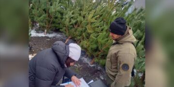 Незаконно зрубані ялинки: на Полтавщині виявили порушників