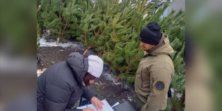 Незаконно зрубані ялинки: на Полтавщині виявили порушників