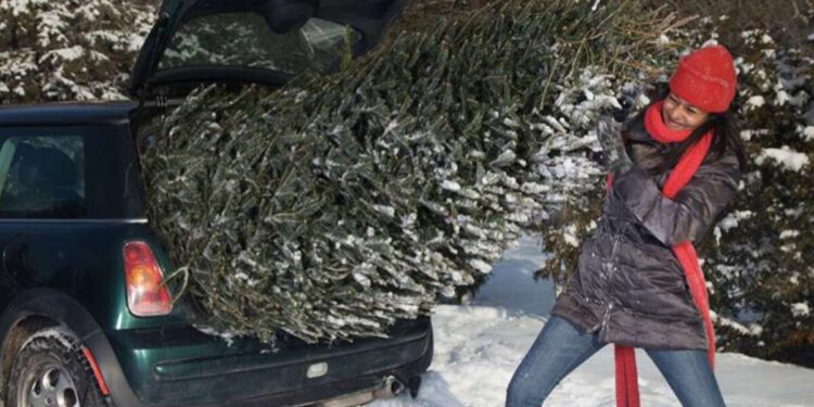 Перевезення ялинки в авто: які найпоширеніші помилки роблять водії | |