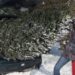 Перевезення ялинки в авто: які найпоширеніші помилки роблять водії | |