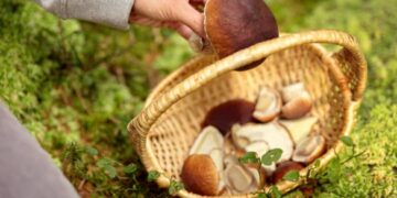 У Шполі жінка отруїлася дикорослими грибами