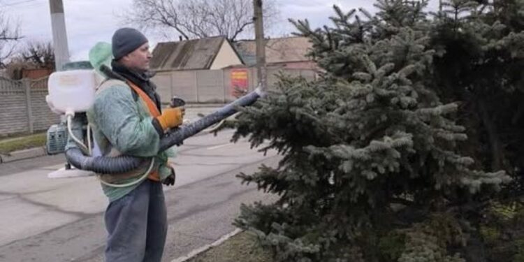 У Запоріжжя проводять антивандальну обробку ялинок – Зеленбуд | Новости Запорожья