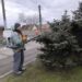 У Запоріжжя проводять антивандальну обробку ялинок – Зеленбуд | Новости Запорожья