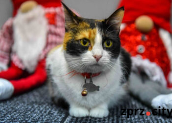 У Запоріжжя закривають котокафе, яка причина – Мурляндія, коти | Новости Запорожья