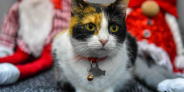 У Запоріжжя закривають котокафе, яка причина – Мурляндія, коти | Новости Запорожья