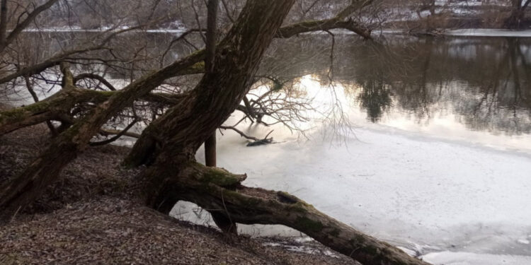 У Звягелі з берегів річки Случ видалили 168 дерев: місцеві викликали екологів | Журнал Житомира