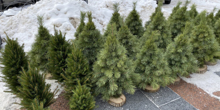 За незаконне зрізання гілок ялин і сосни також штрафують: пояснення житомирських екологів | Журнал Житомира