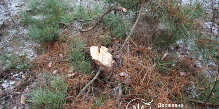 Зрубав ялинку – заплатив 800 гривень: оштрафовано чоловіка на Житомирщині | Журнал Житомира