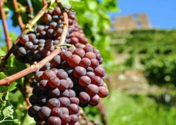 В Україні значно скоротилася переробка винограду на виноматеріали – ЭКОНОМИКА
