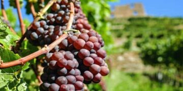 В Україні значно скоротилася переробка винограду на виноматеріали – ЭКОНОМИКА