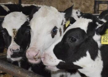 Полтавщина утримує перше місце за показниками тваринництва – ЭКОНОМИКА