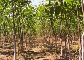 В Україні збільшилась площа горіхових промислових садів – ЭКОНОМИКА