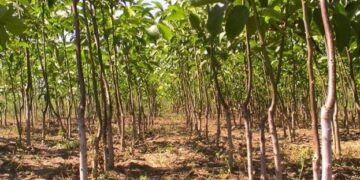 В Україні збільшилась площа горіхових промислових садів – ЭКОНОМИКА