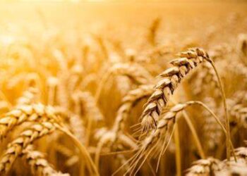 Стало відомо, як змінилися експортні ціни на ячмінь в Україні – ЭКОНОМИКА