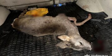 Браконьєрство у Черкаському районі: чоловіки вполювали косулю