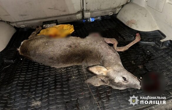 Браконьєрство у Черкаському районі: чоловіки вполювали косулю