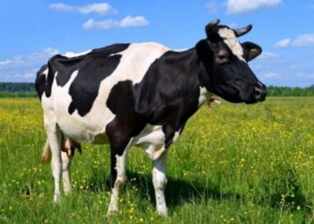 Черкащина нарощує виробництво: приріст поголів’я та рекордні надої молока — Новости Черкасс