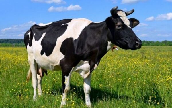 Черкащина нарощує виробництво: приріст поголів’я та рекордні надої молока — Новости Черкасс