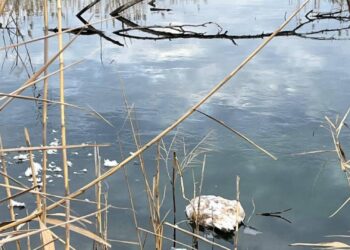 Загинули лебеді у кар’єрі в Олександрії. Що сталося з птахами?