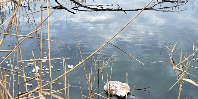 Загинули лебеді у кар’єрі в Олександрії. Що сталося з птахами?