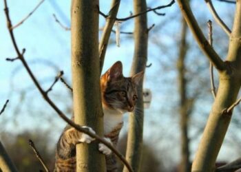 Якою буде погода на Черкащині протягом тижня 