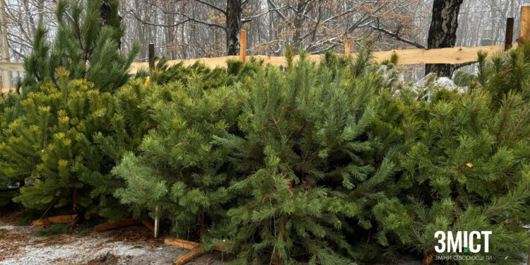 КАТП-1628 у Полтаві забиратимуть ялинки на узбіччях