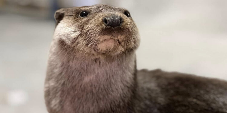 Київська митниця вилучила опудало видри з почтового відправлення, що прямувало із Запоріжжя до США – в чому причина | Новости Запорожья