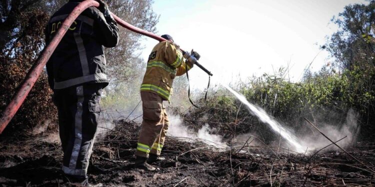 Лісові пожежі на Полтавщині пошкодили 3 тис. га насаджень