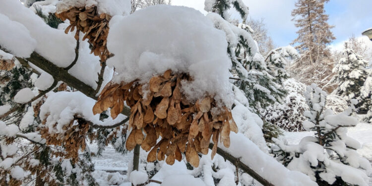 Морози та снігопади чи аномальне тепло: якою буде погода у січні | Журнал Житомира
